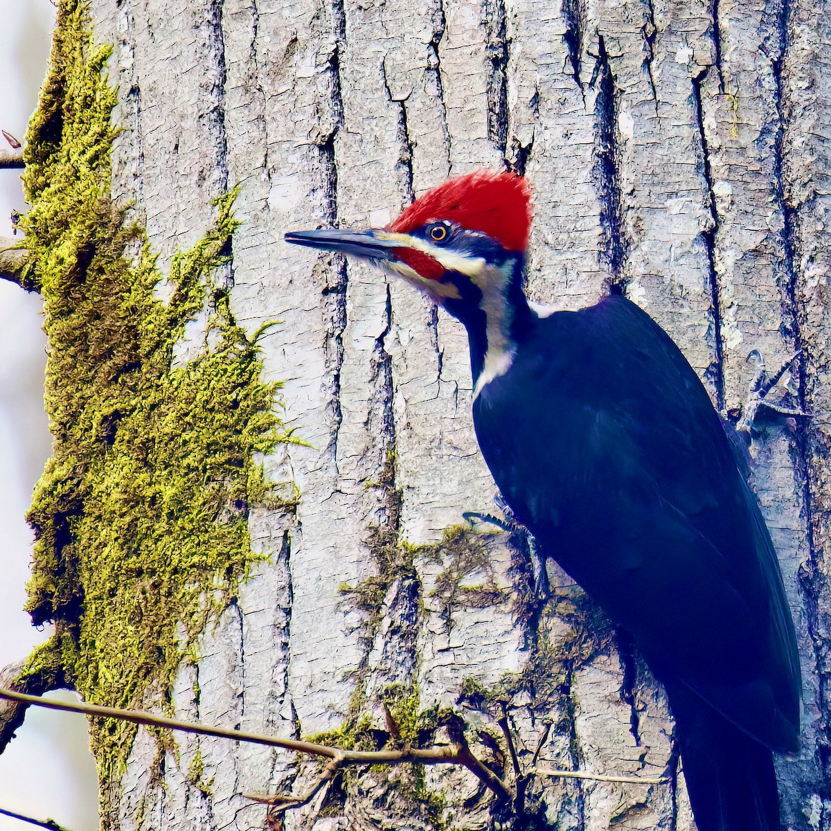 Pileated Woodpecker - ML543703741