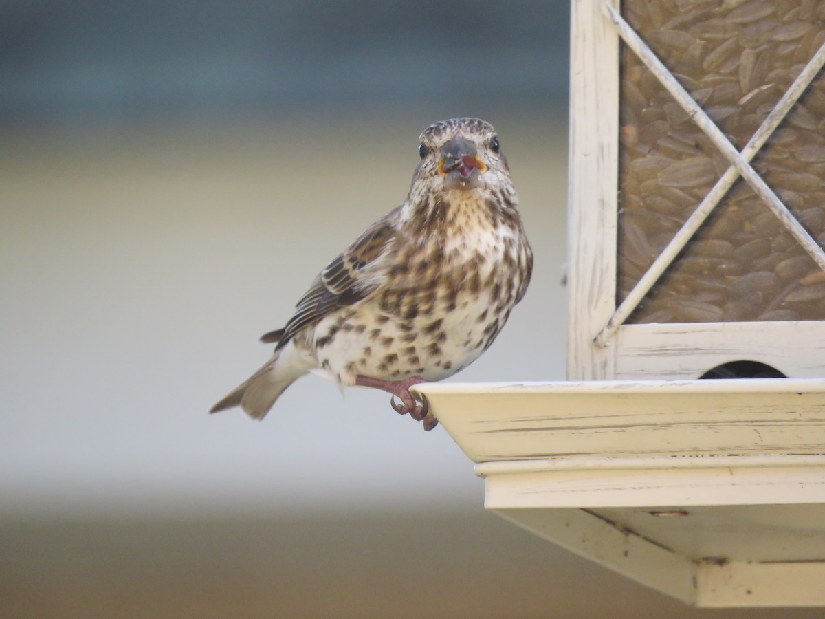 Purple Finch - ML543704261