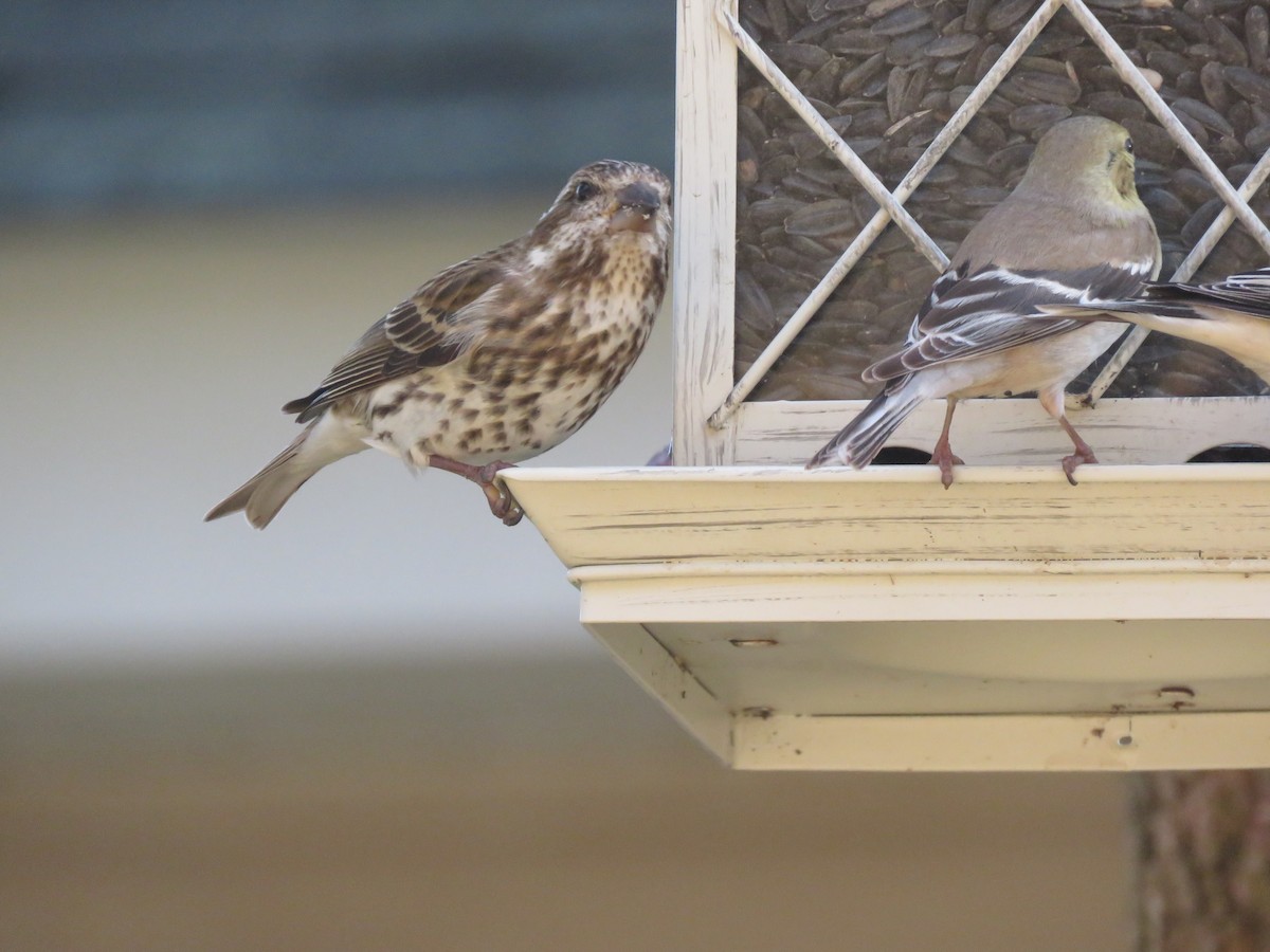 Purple Finch - MARGUERITE LONG