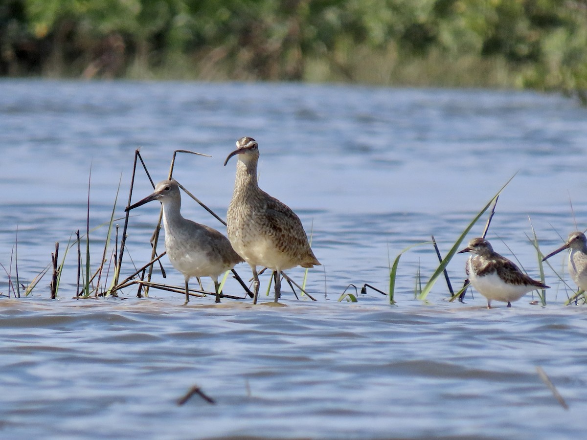 Whimbrel - ML543704721