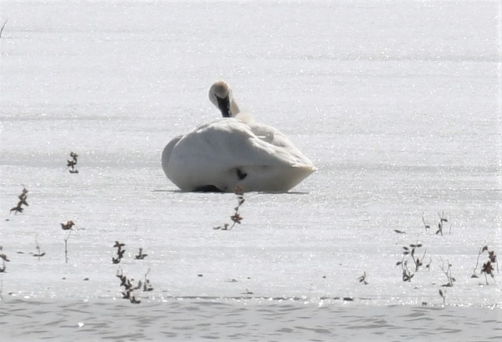 Trumpeter Swan - ML543705961