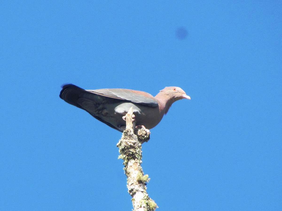 Red-billed Pigeon - Chico Muñoz