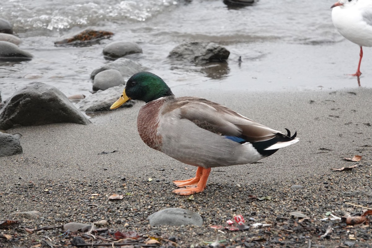 Mallard - Víctor Leiva Muñoz