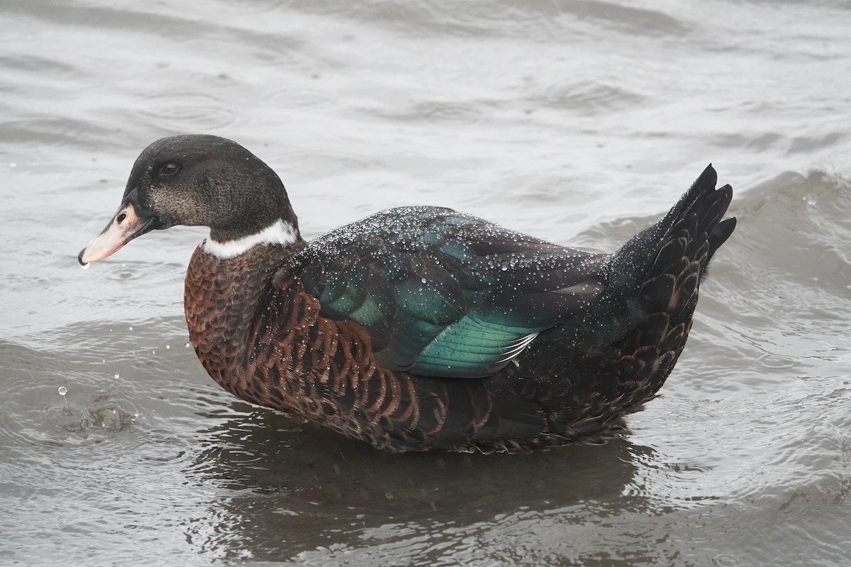 Mallard - Víctor Leiva Muñoz