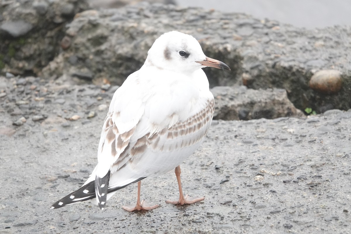 Brown-hooded Gull - Víctor Leiva Muñoz