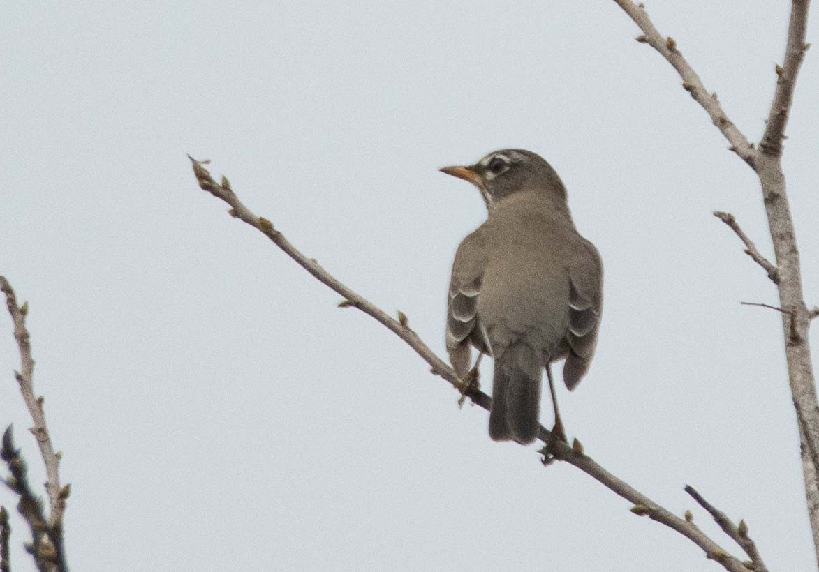 American Robin - ML543710031