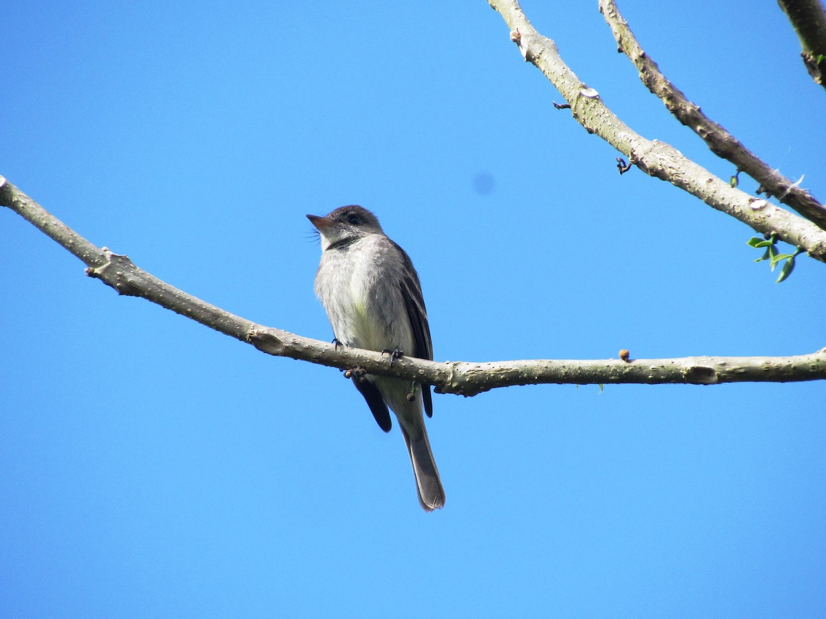 Waldschnäppertyrann - ML543710041