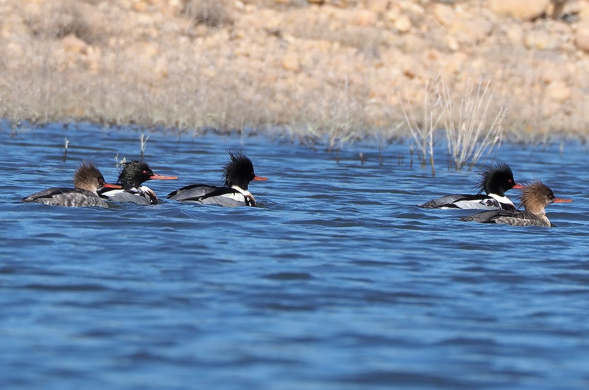 Red-breasted Merganser - Aidan Brubaker