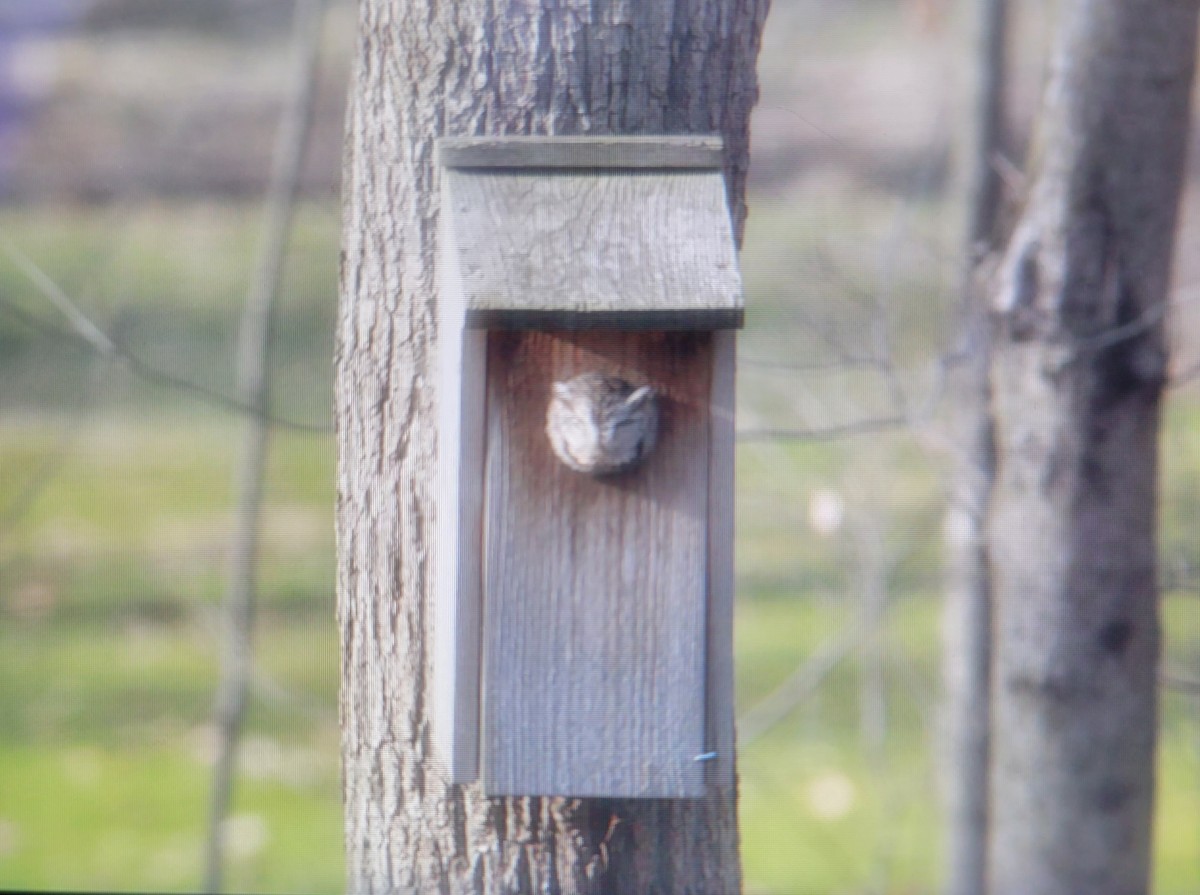 Eastern Screech-Owl - ML543712451