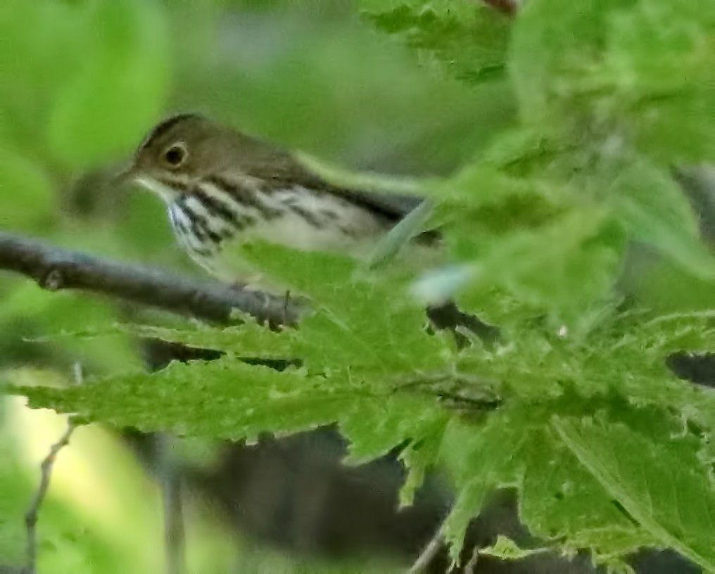 Ovenbird - Elizabeth Winter