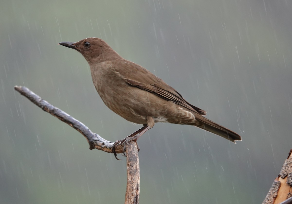 Mountain Thrush - Larry Theller