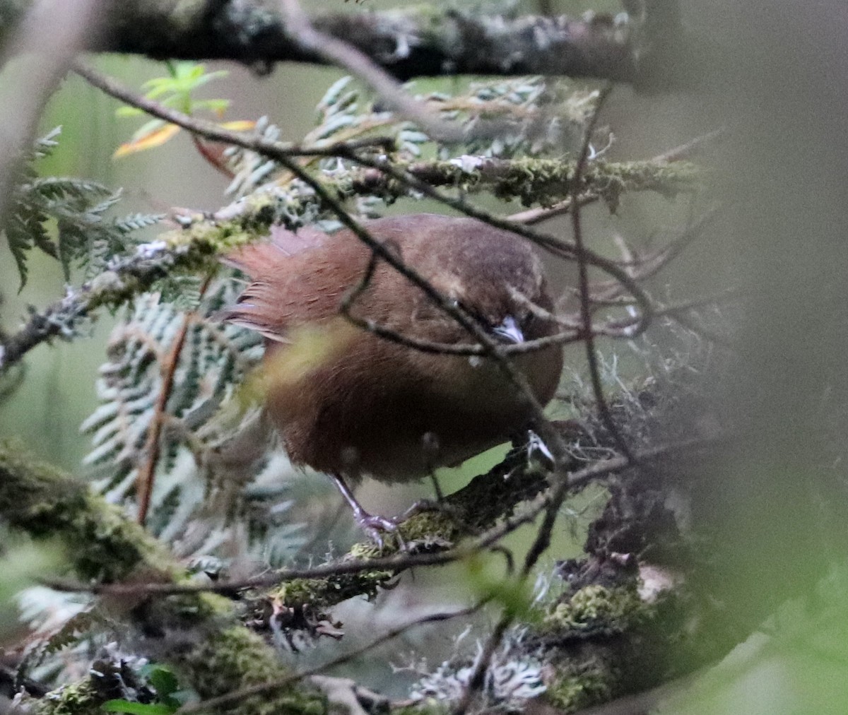 Evergreen-forest Warbler - Dmitrii Travin