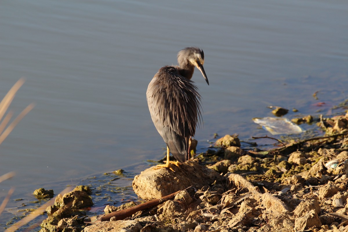 White-faced Heron - ML543715841