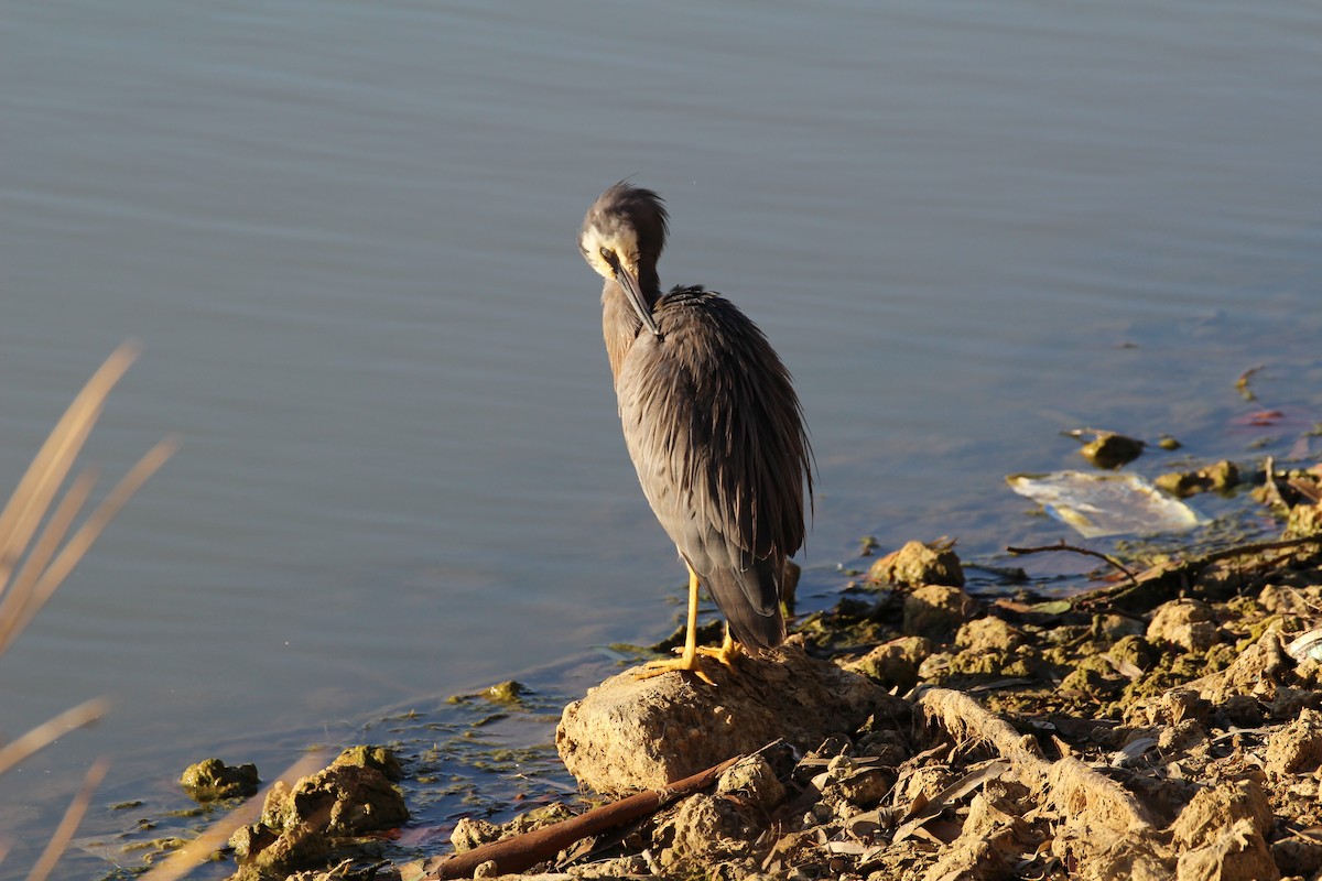 White-faced Heron - Anonymous