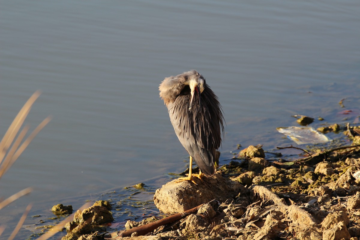 White-faced Heron - Anonymous