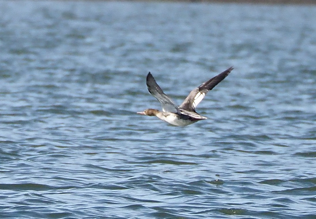 Red-breasted Merganser - ML543716841