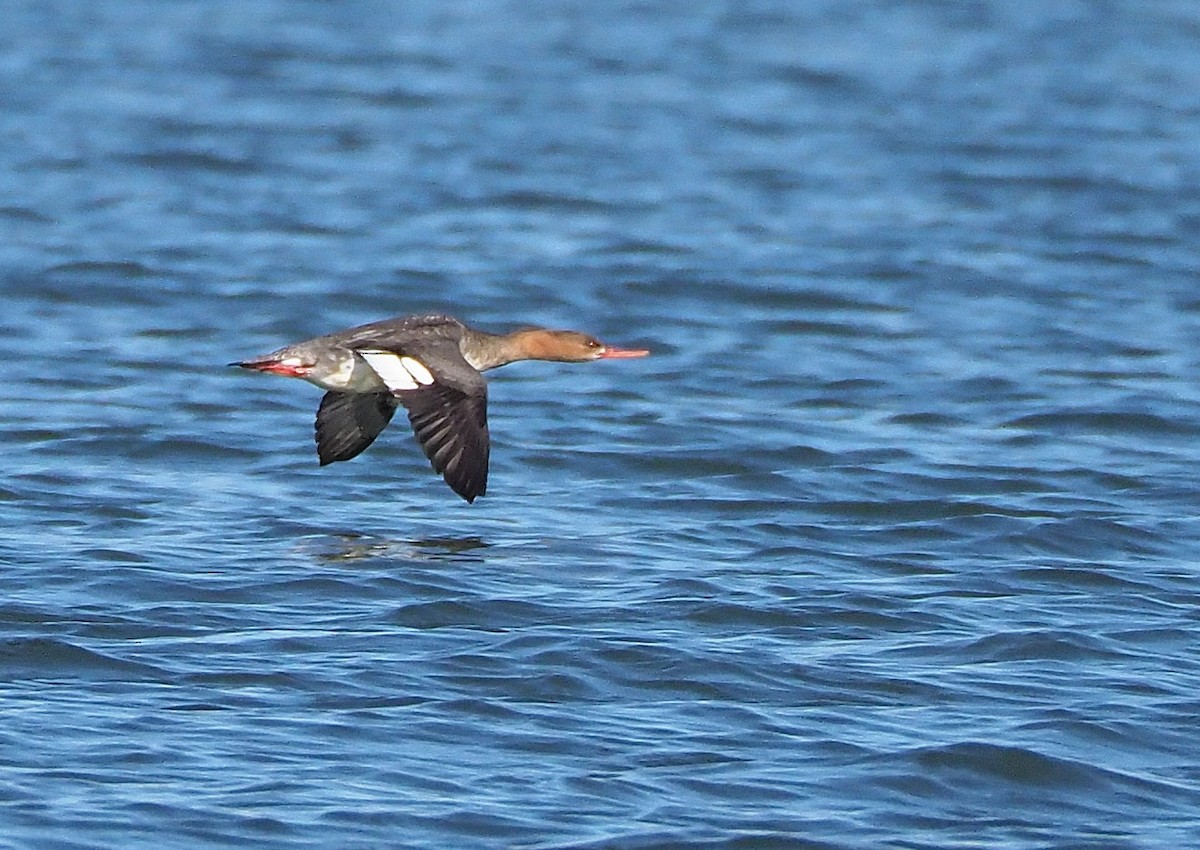 Red-breasted Merganser - ML543716851