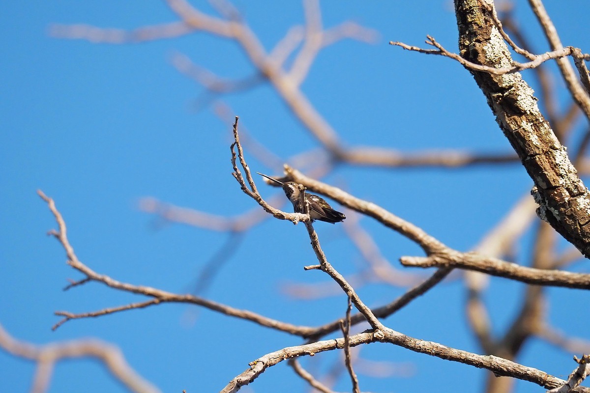 Plain-capped Starthroat - Hasan Al-Farhan