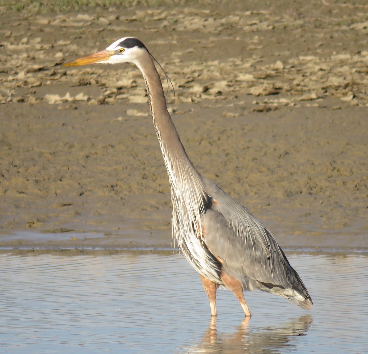 Great Blue Heron - ML54371831