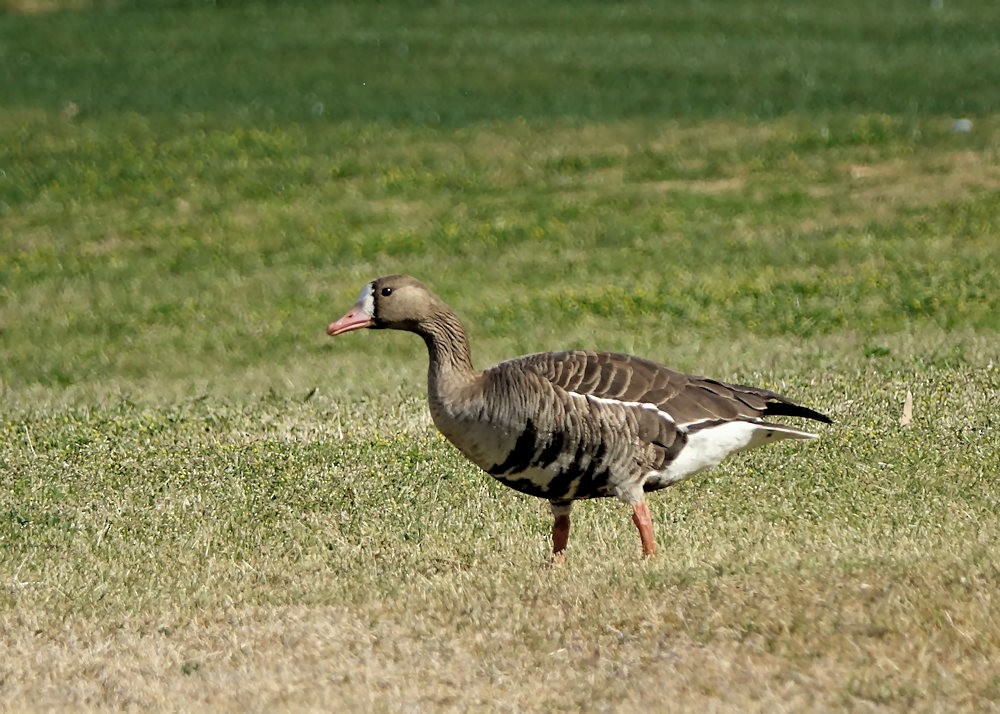 Greater White-fronted Goose - Henry Detwiler