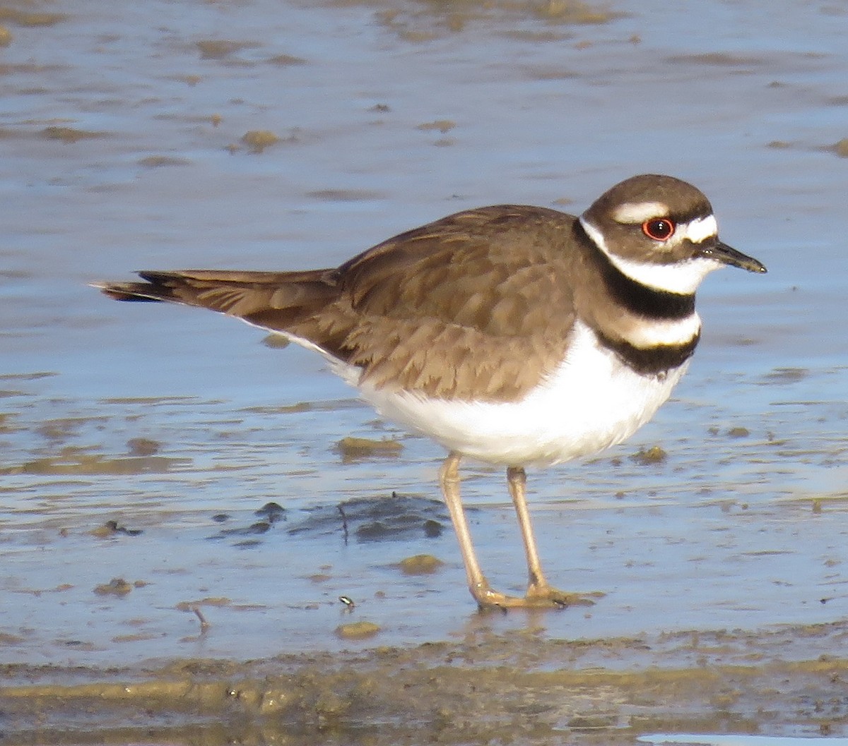 Killdeer - ML54371901