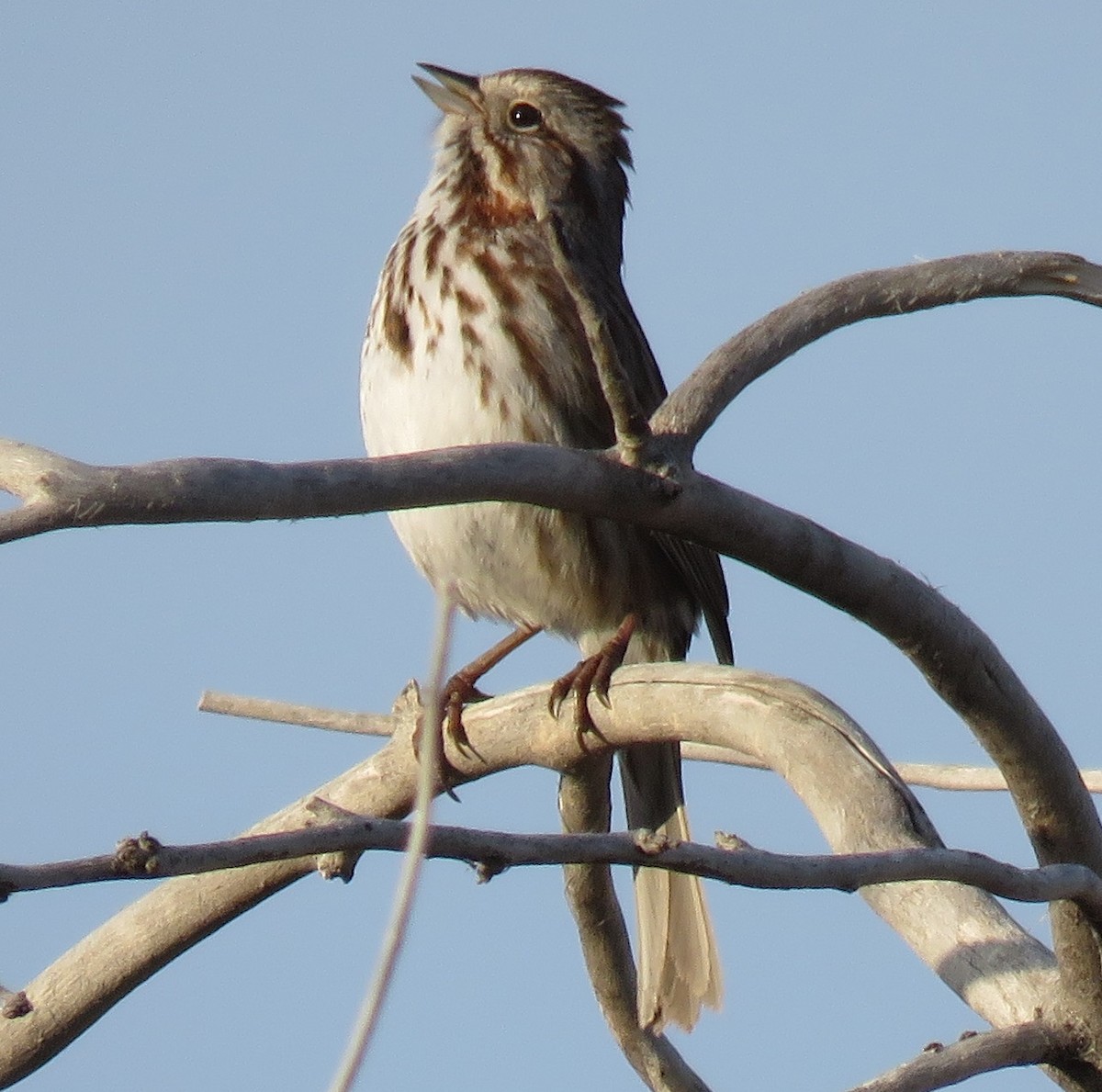 Song Sparrow - ML54371991