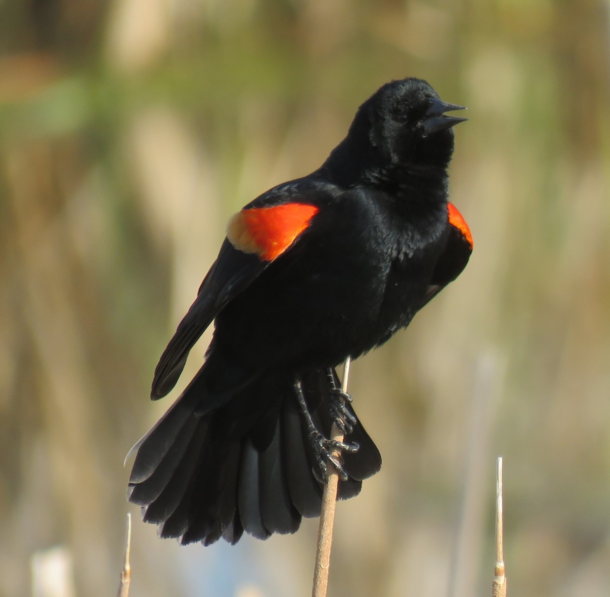 Red-winged Blackbird - ML54372001