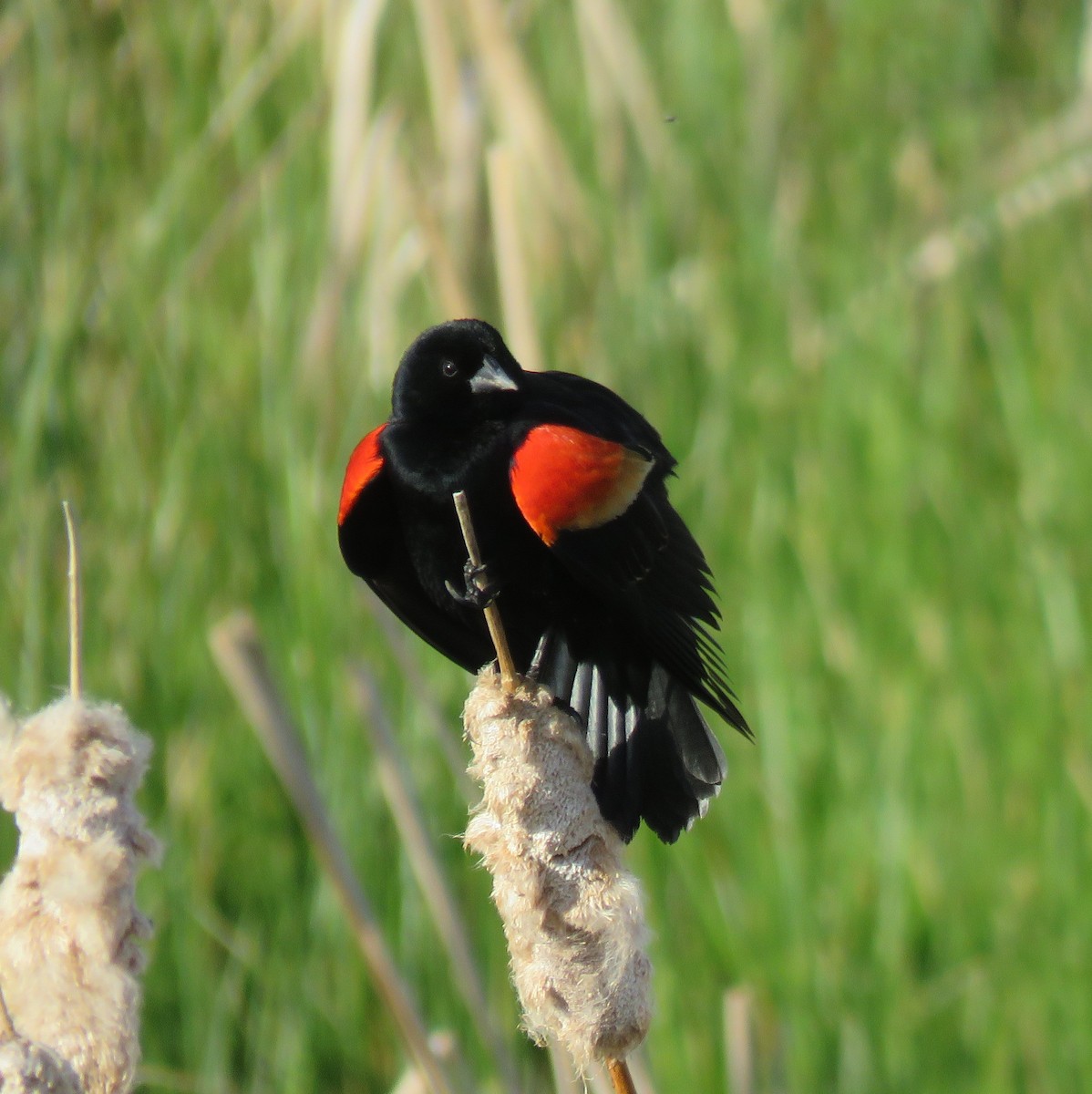 Red-winged Blackbird - ML54372021