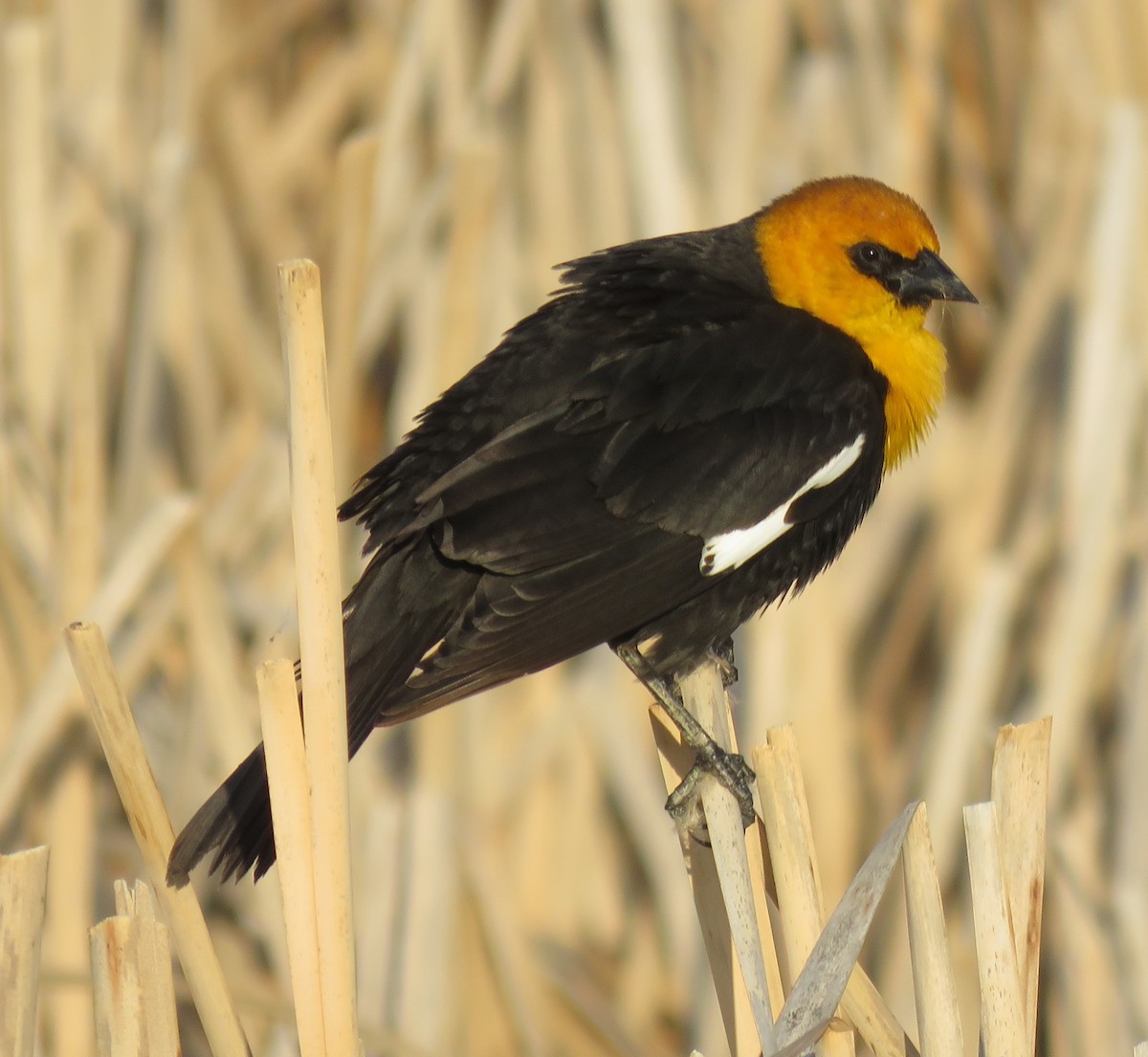 Yellow-headed Blackbird - ML54372051