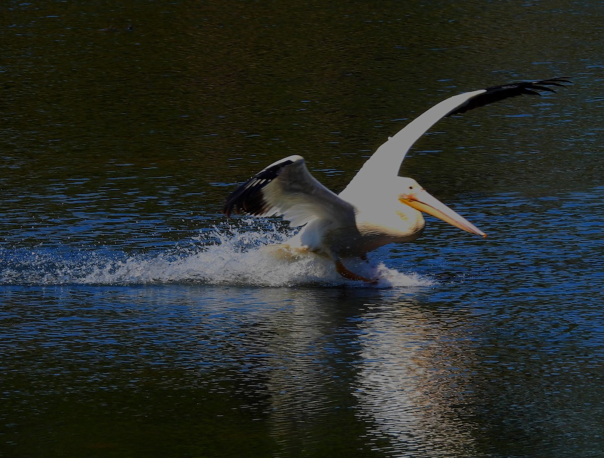 American White Pelican - ML543721331