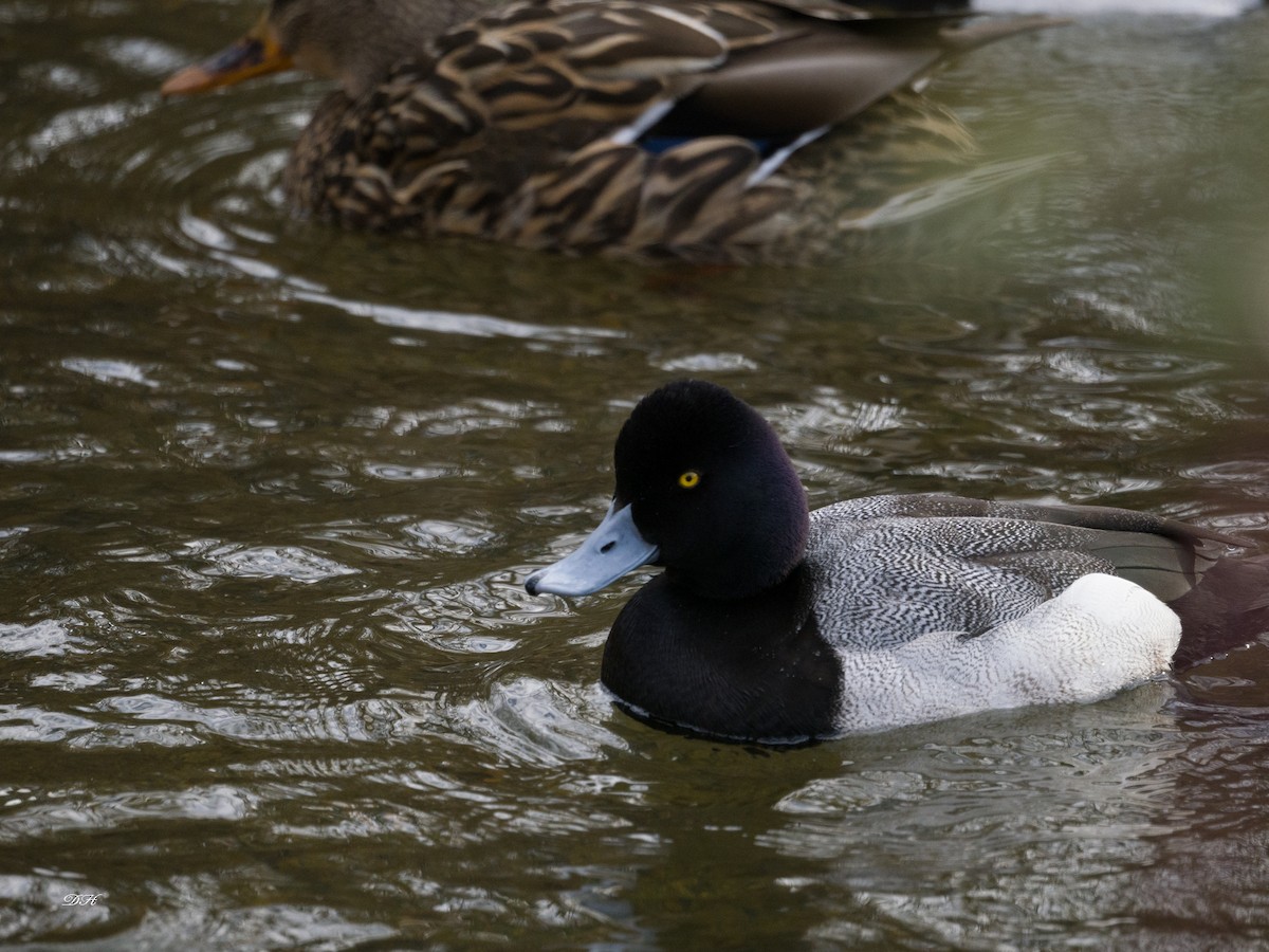 Lesser Scaup - ML543722801