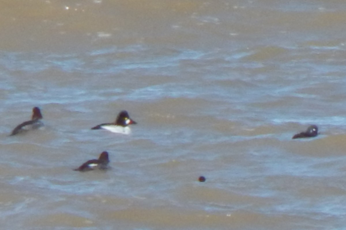 Harlequin Duck - ML543724481