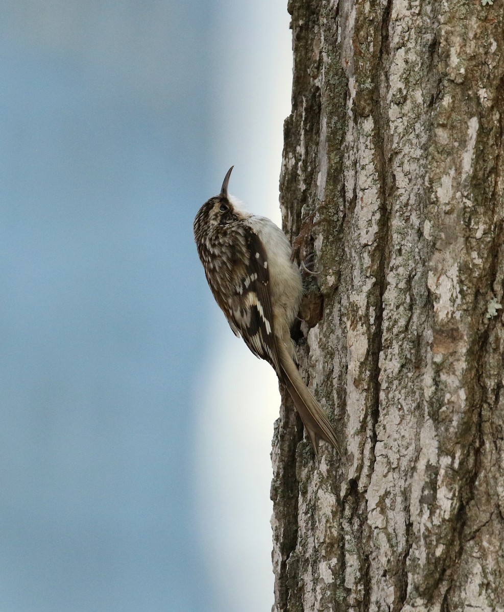 Brown Creeper - ML543724601