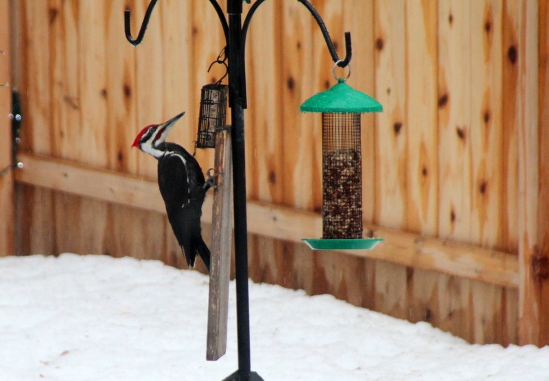 Pileated Woodpecker - ML543725261