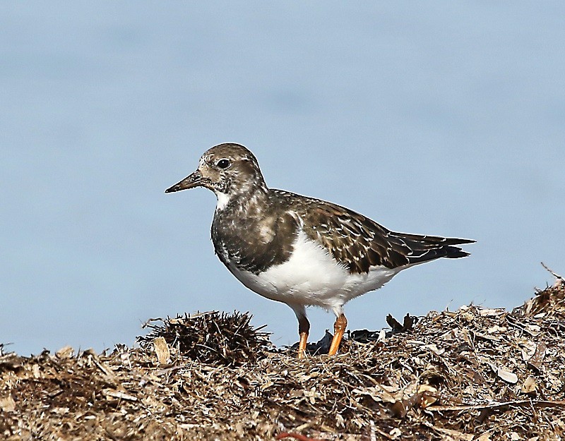 Ruddy Turnstone - ML543725391