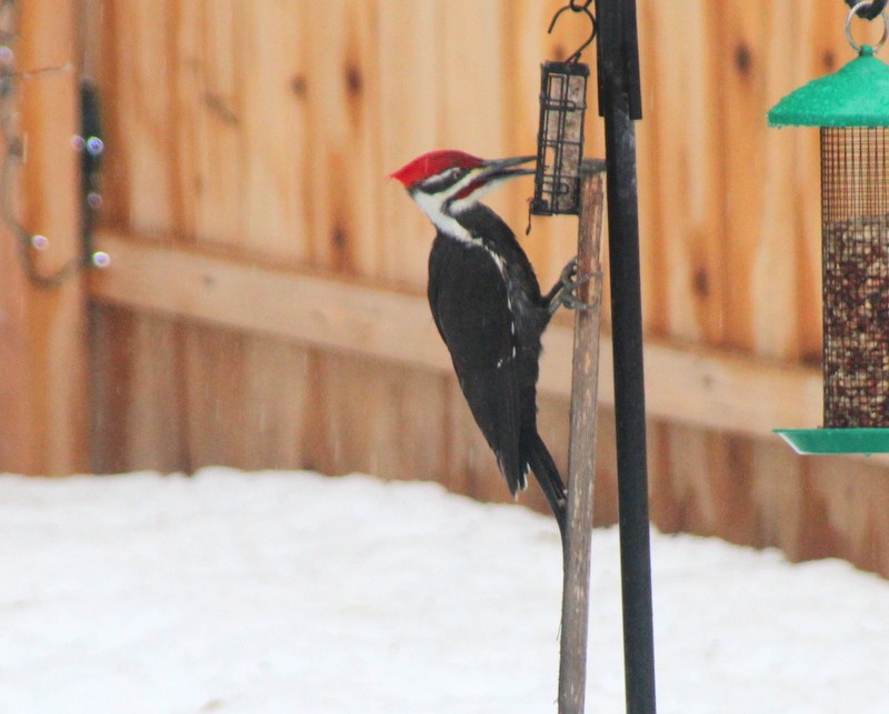 Pileated Woodpecker - ML543725441