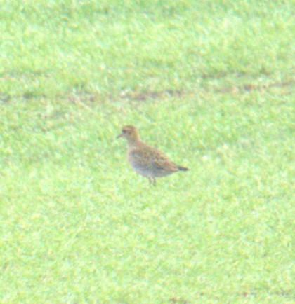 European Golden-Plover - Cindy & Gene Cunningham