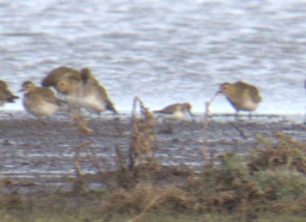 European Golden-Plover - ML543726491