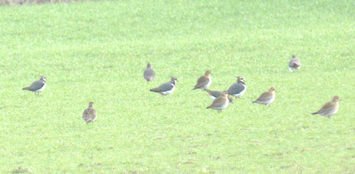 European Golden-Plover - ML543726501