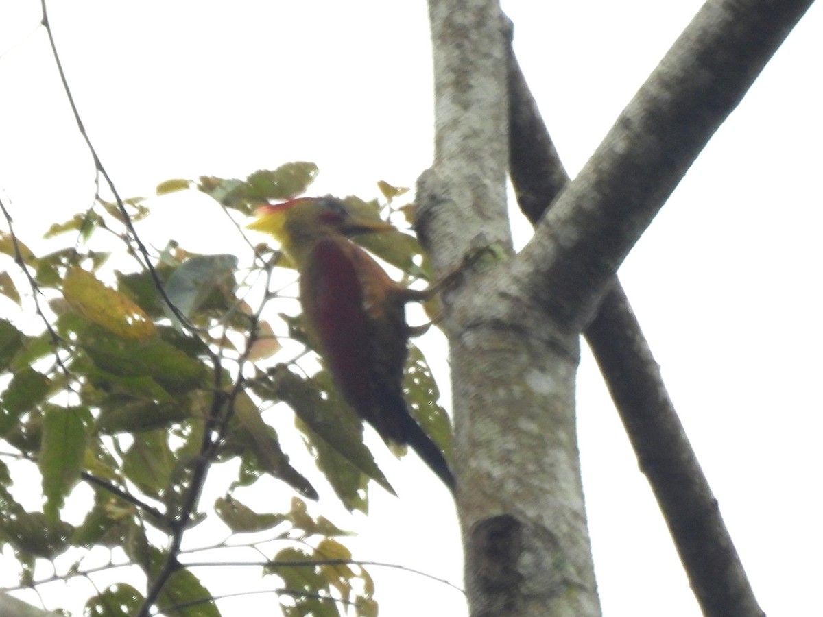Crimson-winged Woodpecker - ML543727831