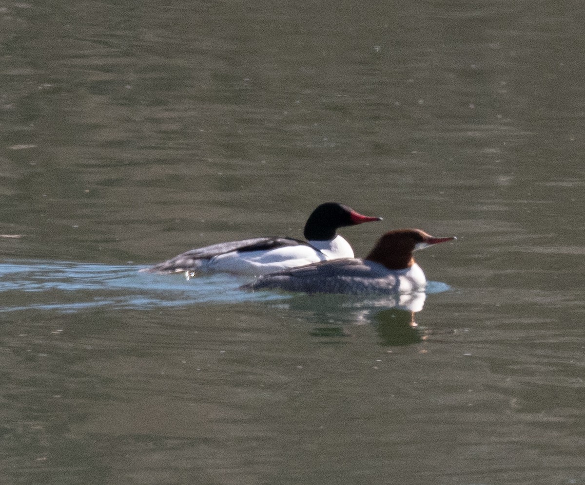 Common Merganser - ML543728611