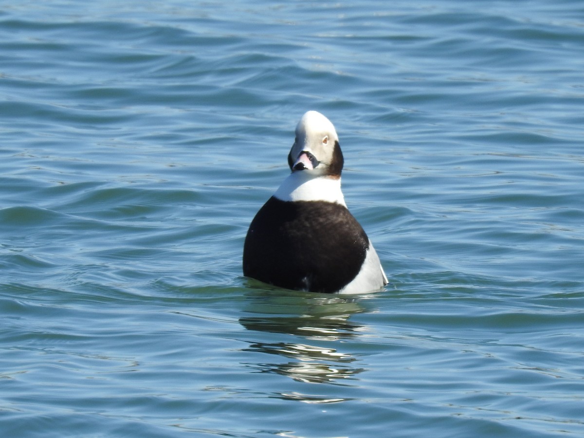 Long-tailed Duck - ML543728801