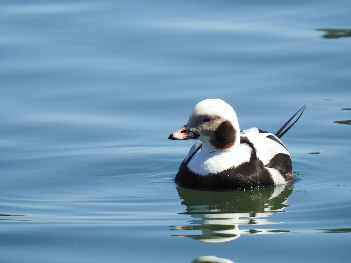 Long-tailed Duck - ML543728811