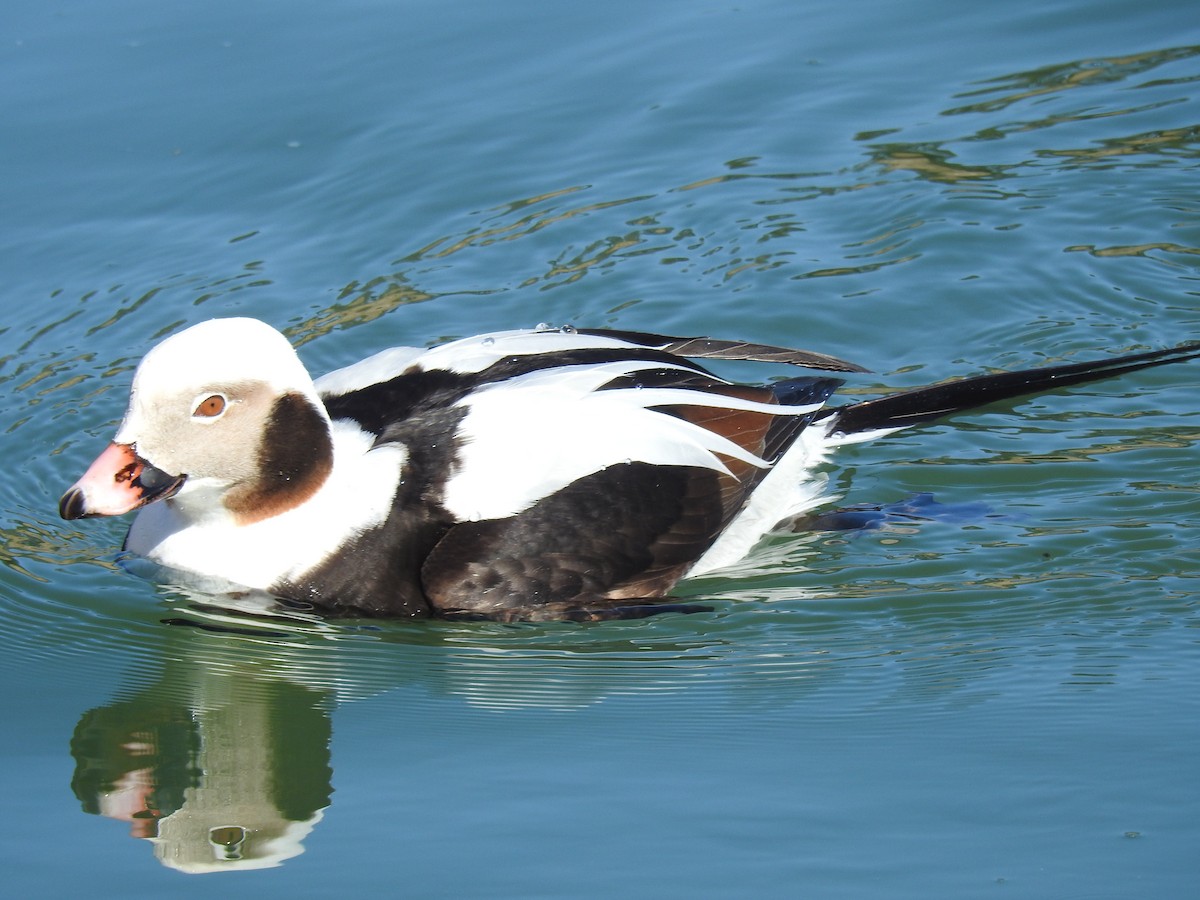Long-tailed Duck - ML543728821