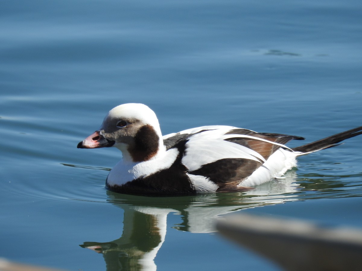Long-tailed Duck - ML543728831