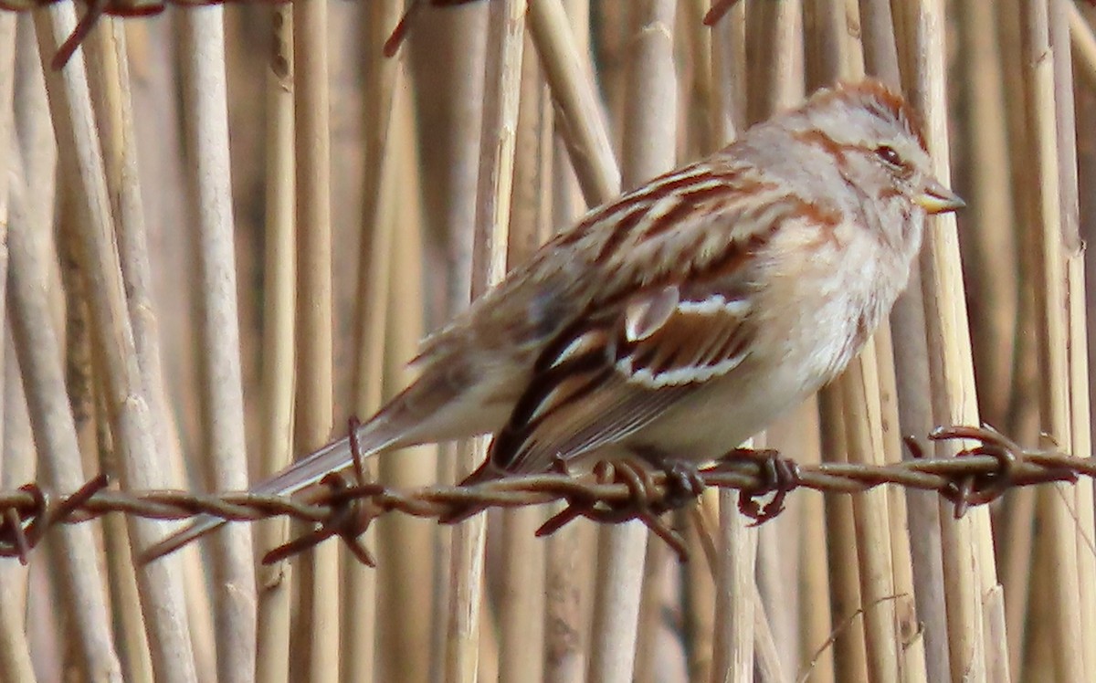 American Tree Sparrow - ML543728961