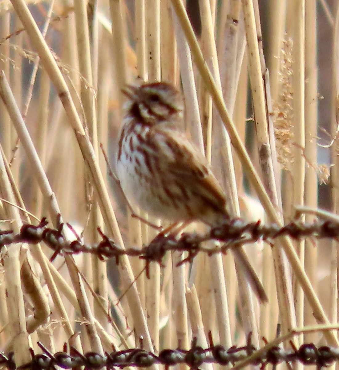 Song Sparrow - ML543729171