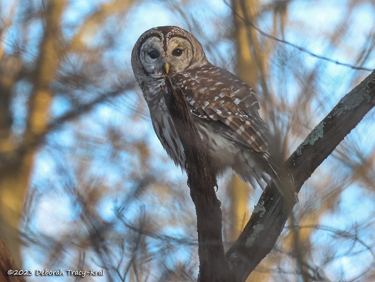 Barred Owl - ML543730041