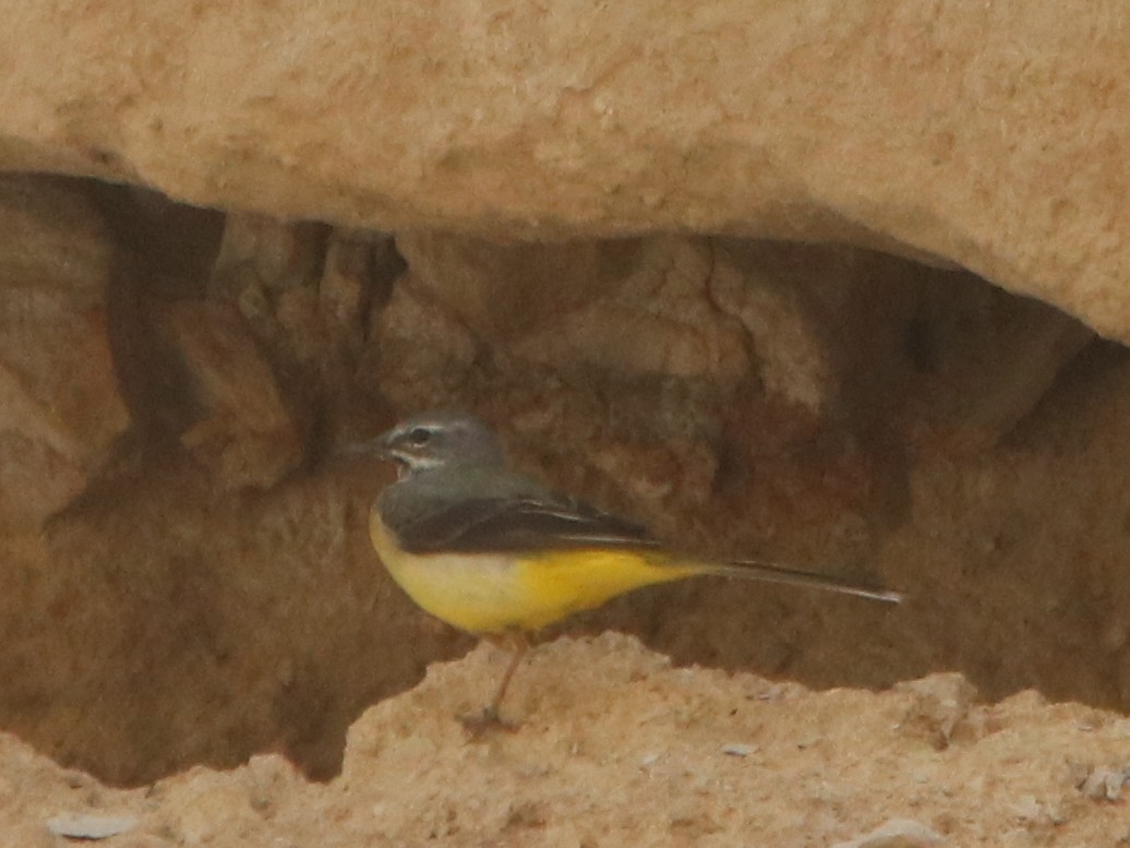 Gray Wagtail - ML543730401