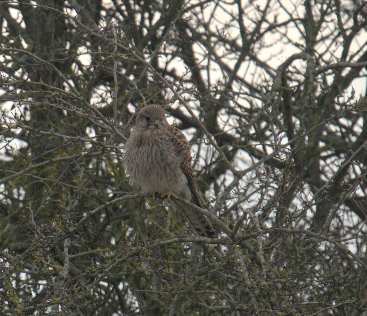 Eurasian Kestrel - ML543731011